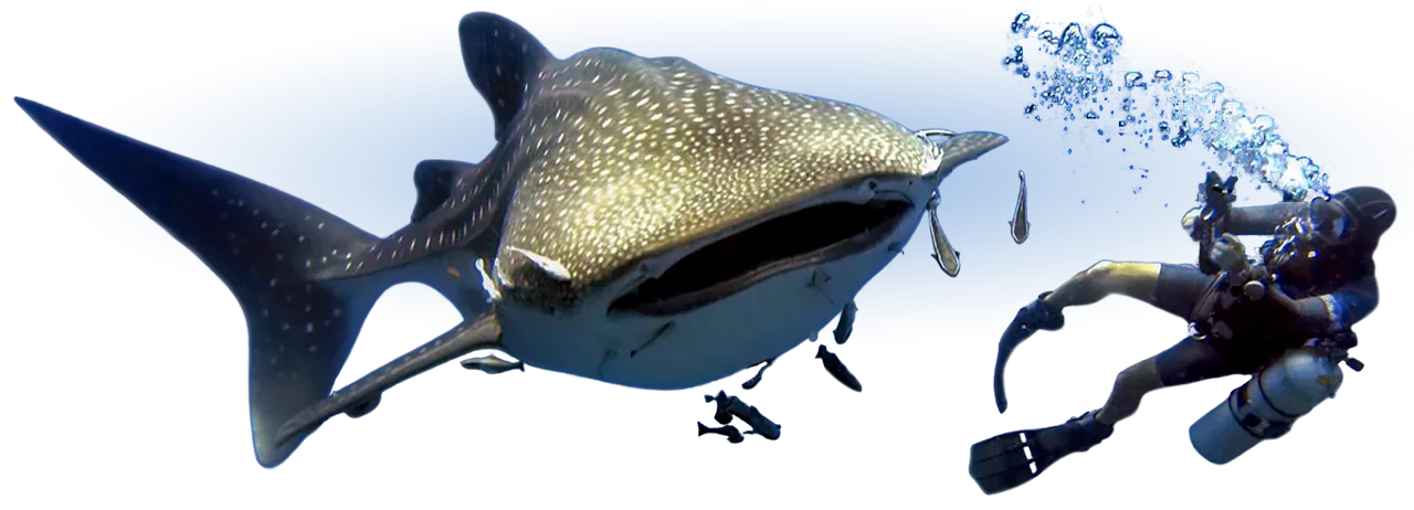 Vin single cylinder sidemount diving with a whaleshark