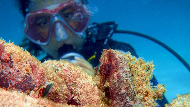 Best PADI Specialty courses - Seahorse Specialty Phuket
