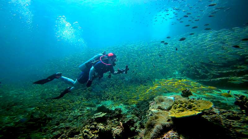 Diving the Koh Phi Phi Islands from Phuket