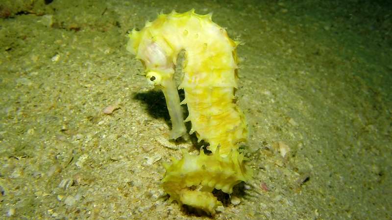 Phuket diving projects - iSeahorse