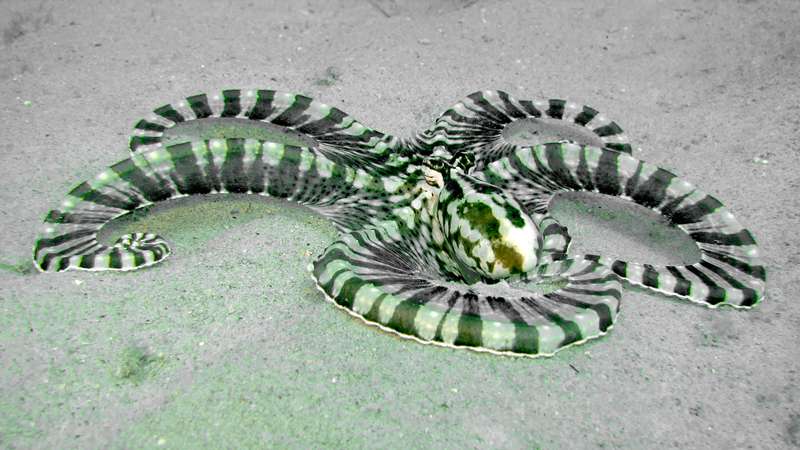 Phuket diving projects - Beach Diving
